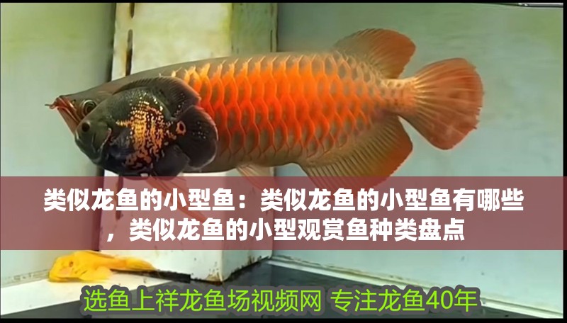 類似龍魚的小型魚：類似龍魚的小型魚有哪些，類似龍魚的小型觀賞魚種類盤點