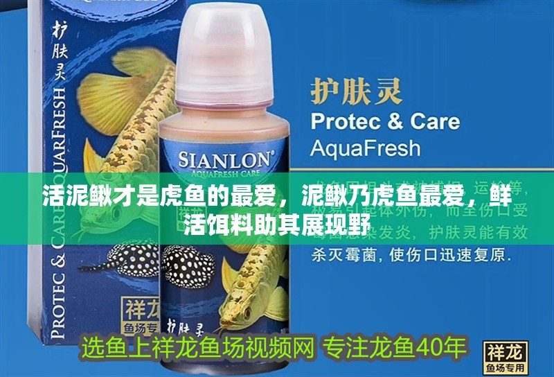 活泥鰍才是虎魚的最愛，泥鰍乃虎魚最愛，鮮活餌料助其展現野