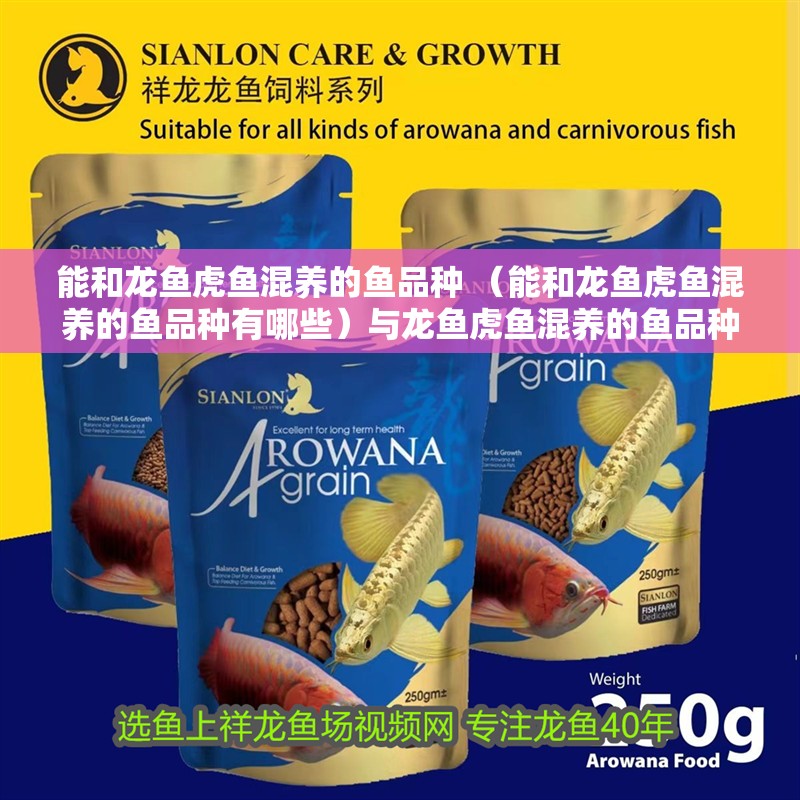 能和龍魚虎魚混養的魚品種 （能和龍魚虎魚混養的魚品種有哪些）與龍魚虎魚混養的魚品種盤點，這些魚類