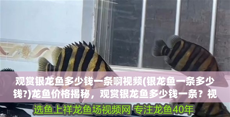 觀賞銀龍魚多少錢一條啊視頻(銀龍魚一條多少錢?)龍魚價格揭秘，觀賞銀龍魚多少錢一條？視頻詳解