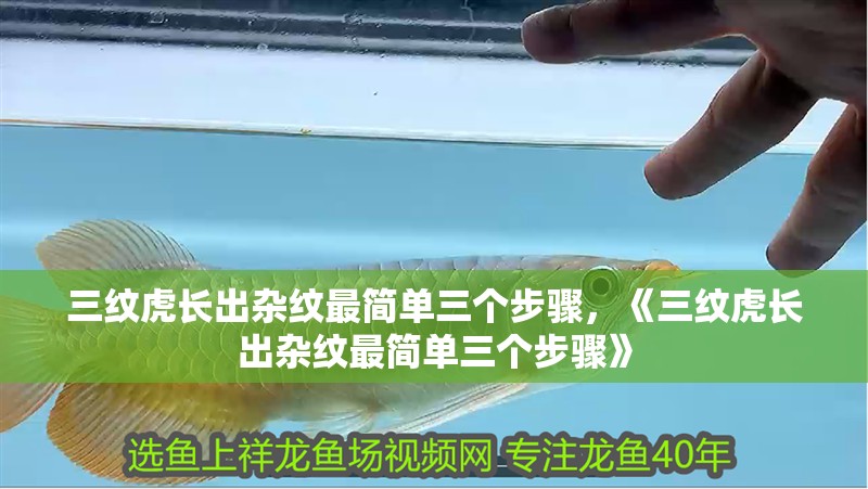 三紋虎長出雜紋最簡單三個步驟，《三紋虎長出雜紋最簡單三個步驟》