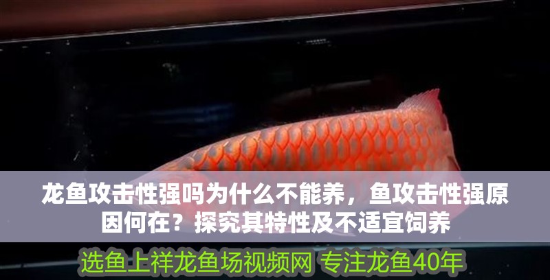 龍魚攻擊性強嗎為什么不能養，魚攻擊性強原因何在？探究其特性及不適宜飼養