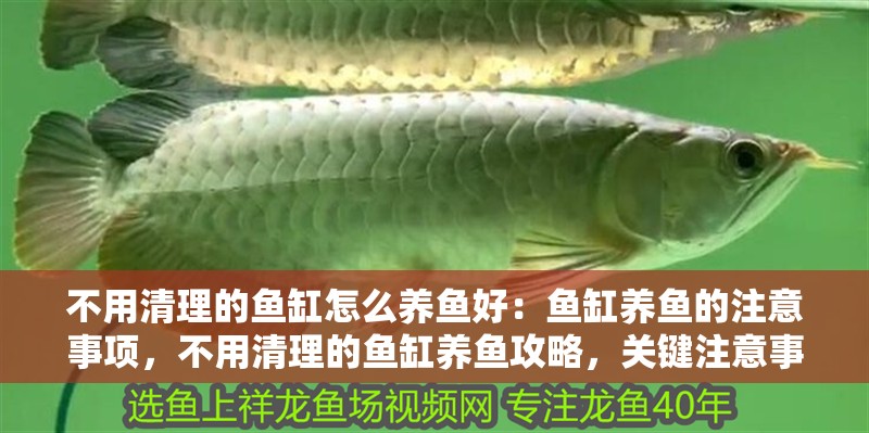 不用清理的魚缸怎么養魚好：魚缸養魚的注意事項，不用清理的魚缸養魚攻略，關鍵注意事項及養護要點詳解