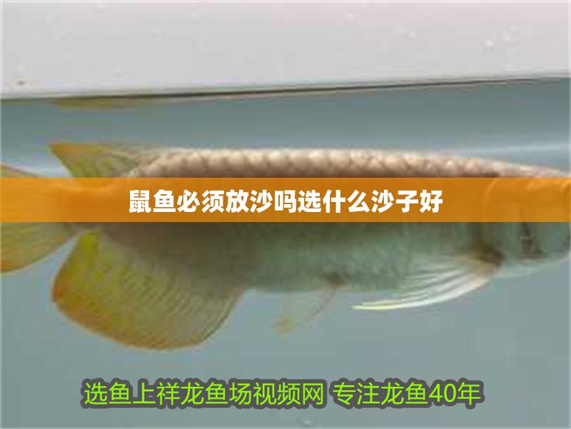 鼠魚必須放沙嗎選什么沙子好