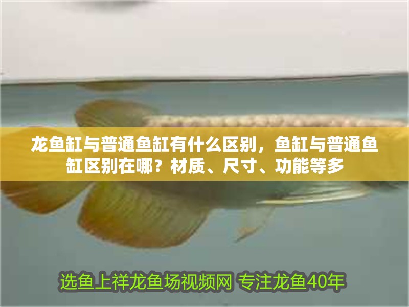 龍魚缸與普通魚缸有什么區別，魚缸與普通魚缸區別在哪？材質、尺寸、功能等多