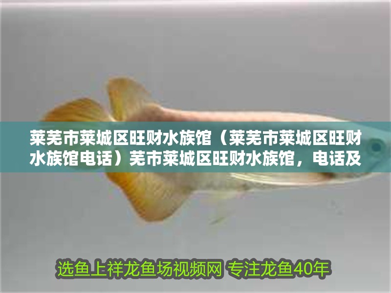 萊蕪市萊城區旺財水族館（萊蕪市萊城區旺財水族館電話）蕪市萊城區旺財水族館，電話及水族