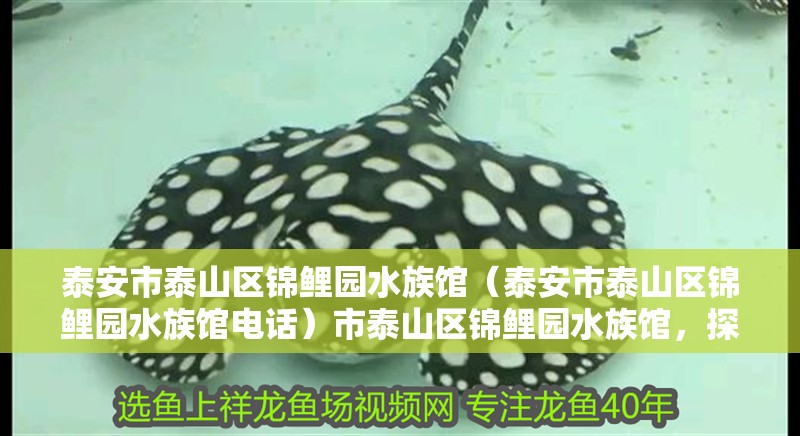 泰安市泰山區(qū)錦鯉園水族館（泰安市泰山區(qū)錦鯉園水族館電話）市泰山區(qū)錦鯉園水族館，探秘電話背后的