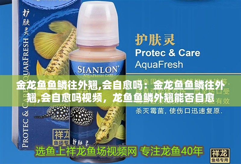 金龍魚魚鱗往外翹,會自愈嗎：金龍魚魚鱗往外翹,會自愈嗎視頻，龍魚魚鱗外翹能否自愈