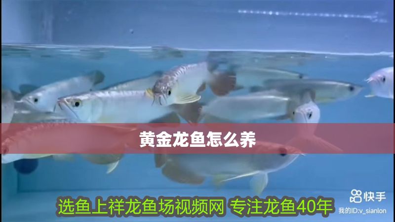 黃金龍魚怎么養