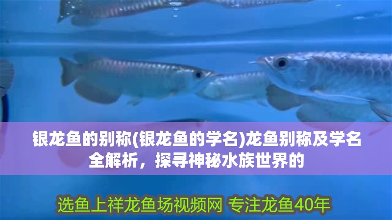 銀龍魚的別稱(銀龍魚的學名)龍魚別稱及學名全解析，探尋神秘水族世界的 銀龍魚的別稱(銀龍魚的學名)龍魚別稱及學名全解析，探尋神秘水族世界的 銀龍魚百科