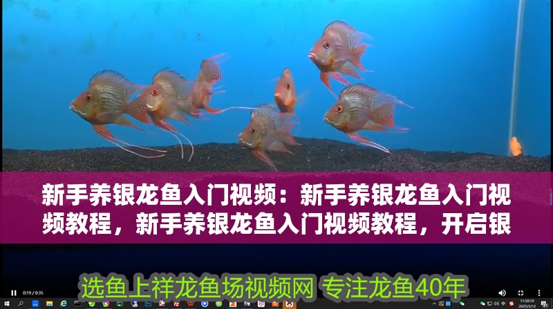 新手養銀龍魚入門視頻：新手養銀龍魚入門視頻教程，新手養銀龍魚入門視頻教程，開啟銀龍飼養之旅
