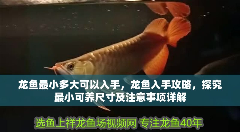龍魚最小多大可以入手，龍魚入手攻略，探究最小可養尺寸及注意事項詳解 龍魚最小多大可以入手，龍魚入手攻略，探究最小可養尺寸及注意事項詳解 龍魚百科