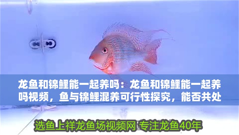龍魚和錦鯉能一起養嗎：龍魚和錦鯉能一起養嗎視頻，魚與錦鯉混養可行性探究，能否共處一缸