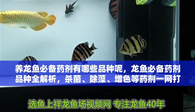養(yǎng)龍魚(yú)必備藥劑有哪些品種呢，龍魚(yú)必備藥劑品種全解析，殺菌、除藻、增色等藥劑一網(wǎng)打