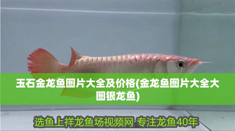 玉石金龍魚圖片大全及價格(金龍魚圖片大全大圖銀龍魚)