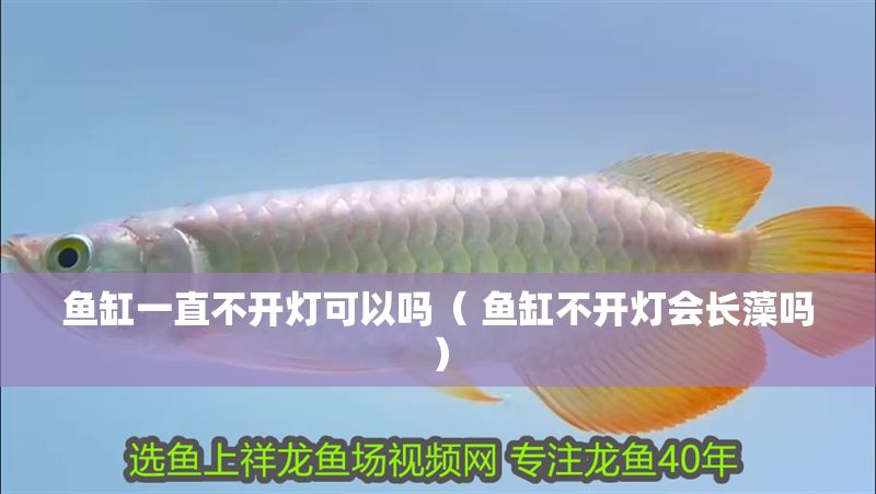 魚缸一直不開燈可以嗎（ 魚缸不開燈會長藻嗎）
