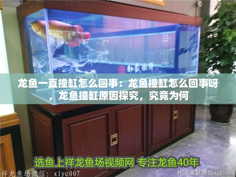 龍魚一直撞缸怎么回事：龍魚撞缸怎么回事呀，龍魚撞缸原因探究，究竟為何