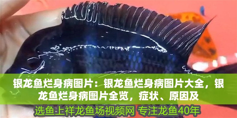 銀龍魚爛身病圖片：銀龍魚爛身病圖片大全，銀龍魚爛身病圖片全覽，癥狀、原因及