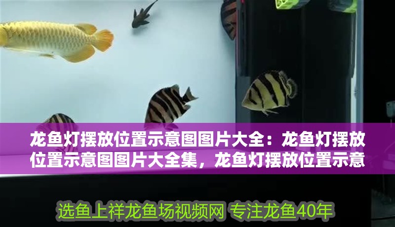 龍魚燈擺放位置示意圖圖片大全：龍魚燈擺放位置示意圖圖片大全集，龍魚燈擺放位置示意圖圖片大全集 龍魚燈擺放位置示意圖圖片大全：龍魚燈擺放位置示意圖圖片大全集，龍魚燈擺放位置示意圖圖片大全集 水族問答