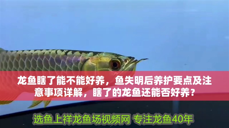 龍魚瞎了能不能好養，魚失明后養護要點及注意事項詳解，瞎了的龍魚還能否好養？