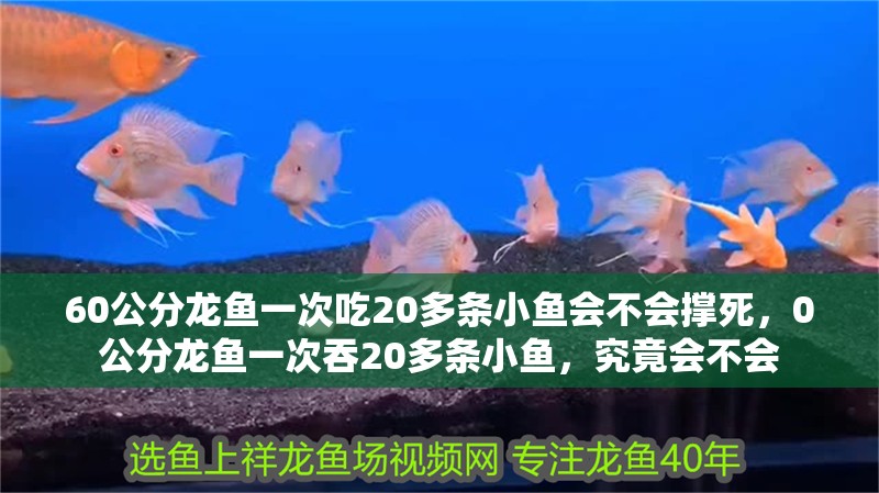 60公分龍魚一次吃20多條小魚會不會撐死，0公分龍魚一次吞20多條小魚，究竟會不會