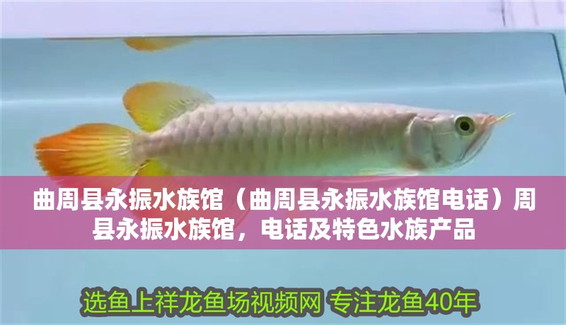 曲周縣永振水族館（曲周縣永振水族館電話）周縣永振水族館，電話及特色水族產品