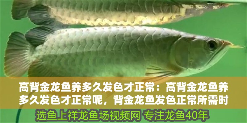 高背金龍魚養多久發色才正常：高背金龍魚養多久發色才正常呢，背金龍魚發色正常所需時長 高背金龍魚養多久發色才正常：高背金龍魚養多久發色才正常呢，背金龍魚發色正常所需時長 水族問答