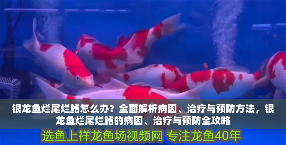 銀龍魚爛尾爛鰭怎么辦？全面解析病因、治療與預防方法，銀龍魚爛尾爛鰭的病因、治療與預防全攻略