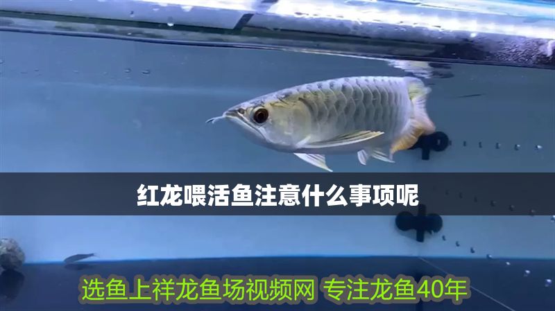 紅龍喂活魚注意什么事項呢 紅龍喂活魚注意什么事項呢 龍魚百科 第1張