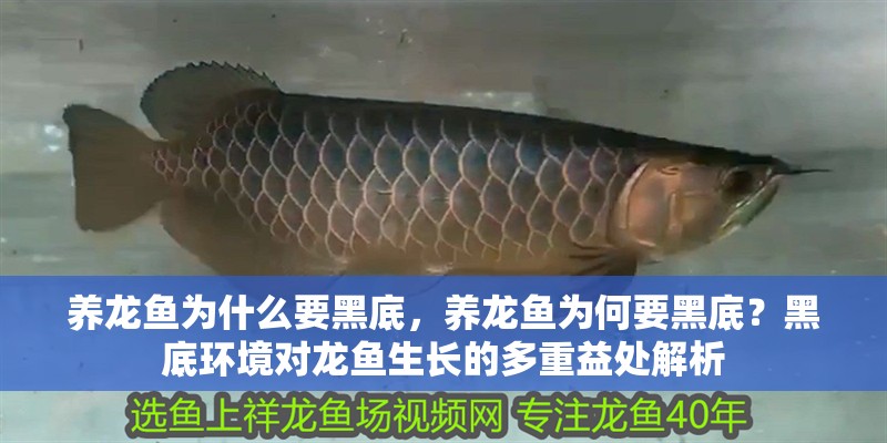 養龍魚為什么要黑底，養龍魚為何要黑底？黑底環境對龍魚生長的多重益處解析 養龍魚為什么要黑底，養龍魚為何要黑底？黑底環境對龍魚生長的多重益處解析 龍魚百科 第4張