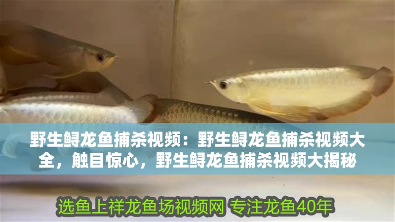 野生鱘龍魚捕殺視頻：野生鱘龍魚捕殺視頻大全，觸目驚心，野生鱘龍魚捕殺視頻大揭秘