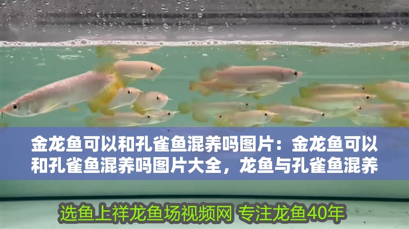 金龍魚可以和孔雀魚混養嗎圖片：金龍魚可以和孔雀魚混養嗎圖片大全，龍魚與孔雀魚混養可行性及