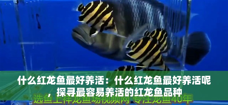 什么紅龍魚最好養(yǎng)活：什么紅龍魚最好養(yǎng)活呢，探尋最容易養(yǎng)活的紅龍魚品種