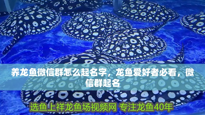 養龍魚微信群怎么起名字,龍魚愛好者必看,微信群起名 龍魚百科 第4張 養龍魚微信群怎么起名字,龍魚愛好者必看,微信群起名 養龍魚微信群怎么起名字,龍魚愛好者必看,微信群起名 龍魚百科 第4張