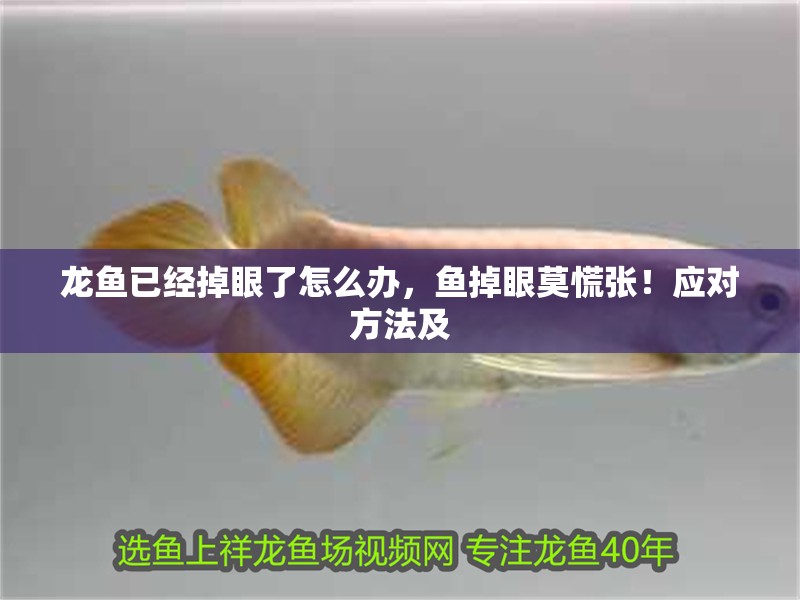 龍魚已經掉眼了怎么辦，魚掉眼莫慌張！應對方法及
