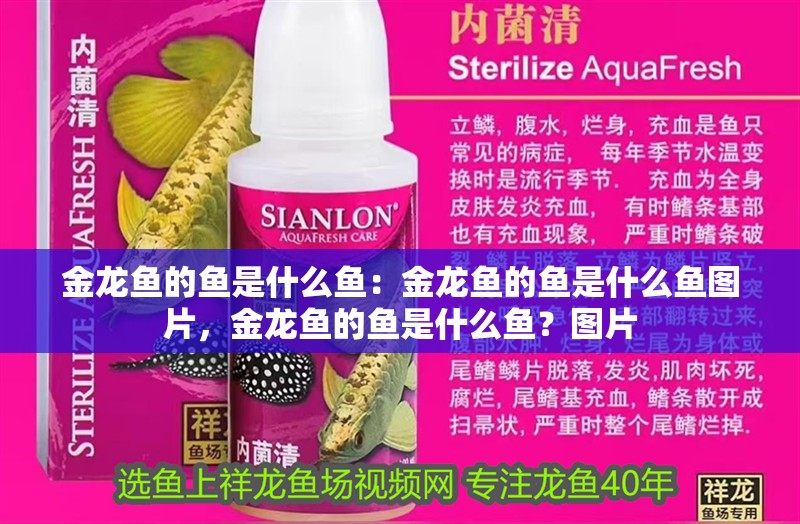 金龍魚的魚是什么魚：金龍魚的魚是什么魚圖片，金龍魚的魚是什么魚？圖片