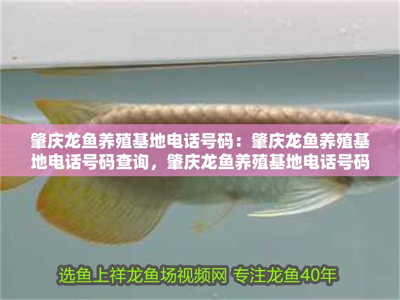肇慶龍魚養(yǎng)殖基地電話號碼：肇慶龍魚養(yǎng)殖基地電話號碼查詢，肇慶龍魚養(yǎng)殖基地電話號碼查詢指南