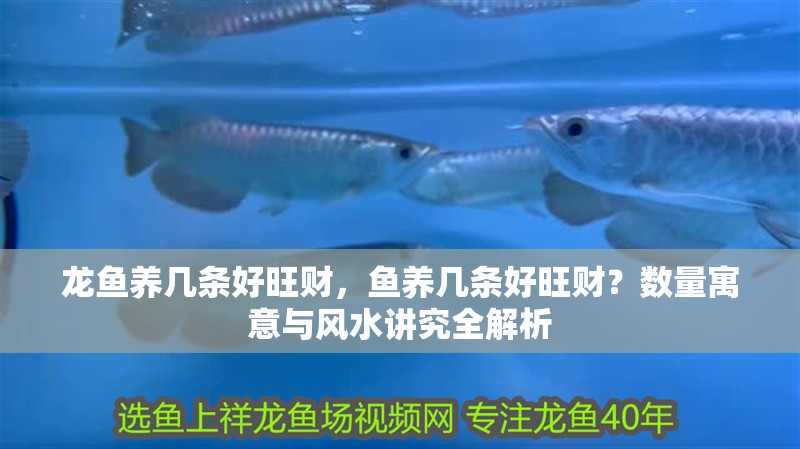 龍魚養幾條好旺財，魚養幾條好旺財？數量寓意與風水講究全解析 龍魚養幾條好旺財，魚養幾條好旺財？數量寓意與風水講究全解析 龍魚百科 第2張