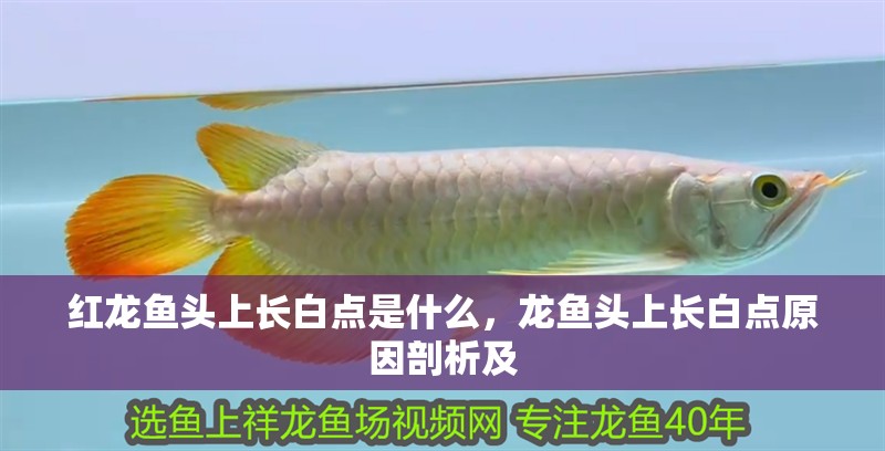 紅龍魚頭上長(zhǎng)白點(diǎn)是什么，龍魚頭上長(zhǎng)白點(diǎn)原因剖析及 紅龍魚頭上長(zhǎng)白點(diǎn)是什么，龍魚頭上長(zhǎng)白點(diǎn)原因剖析及 龍魚百科 第2張