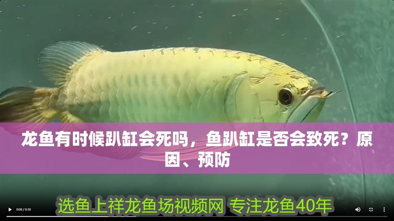 龍魚有時(shí)候趴缸會(huì)死嗎，魚趴缸是否會(huì)致死？原因、預(yù)防 龍魚有時(shí)候趴缸會(huì)死嗎，魚趴缸是否會(huì)致死？原因、預(yù)防 龍魚百科 第2張