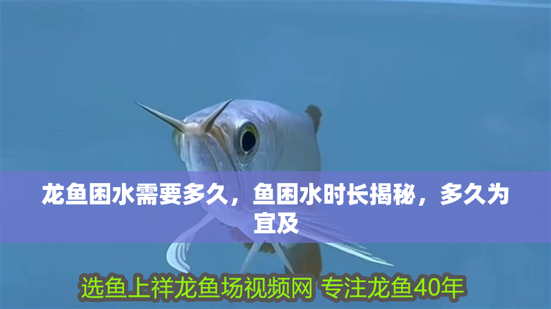 龍魚困水需要多久，魚困水時長揭秘，多久為宜及