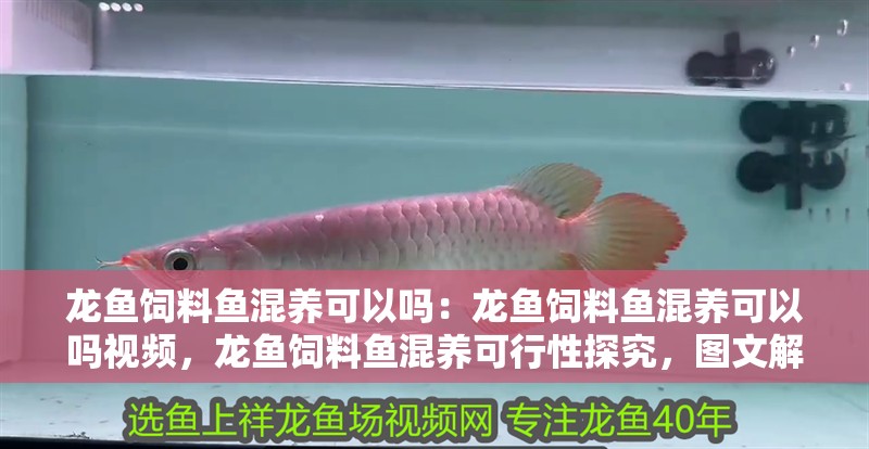 龍魚飼料魚混養可以嗎：龍魚飼料魚混養可以嗎視頻，龍魚飼料魚混養可行性探究，圖文解析與視頻講解 龍魚飼料魚混養可以嗎：龍魚飼料魚混養可以嗎視頻，龍魚飼料魚混養可行性探究，圖文解析與視頻講解 水族問答