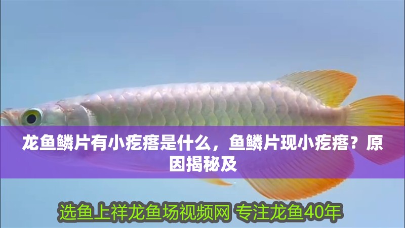 龍魚鱗片有小疙瘩是什么，魚鱗片現小疙瘩？原因揭秘及