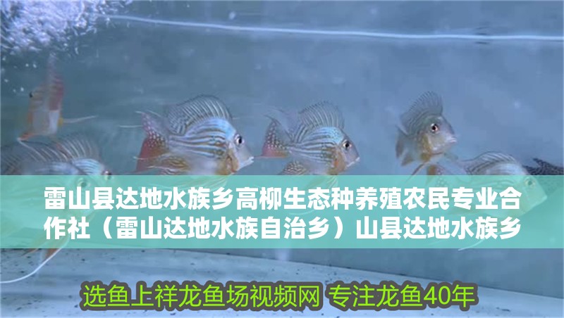雷山縣達地水族鄉高柳生態種養殖農民專業合作社（雷山達地水族自治鄉）山縣達地水族鄉高柳生態種養殖合作社，鄉村振興