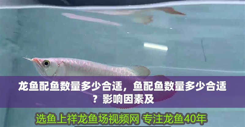 龍魚配魚數量多少合適，魚配魚數量多少合適？影響因素及 龍魚配魚數量多少合適，魚配魚數量多少合適？影響因素及 龍魚百科 第2張
