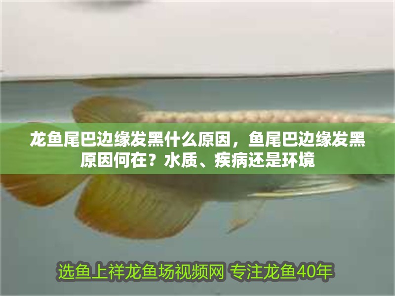 龍魚尾巴邊緣發黑什么原因，魚尾巴邊緣發黑原因何在？水質、疾病還是環境