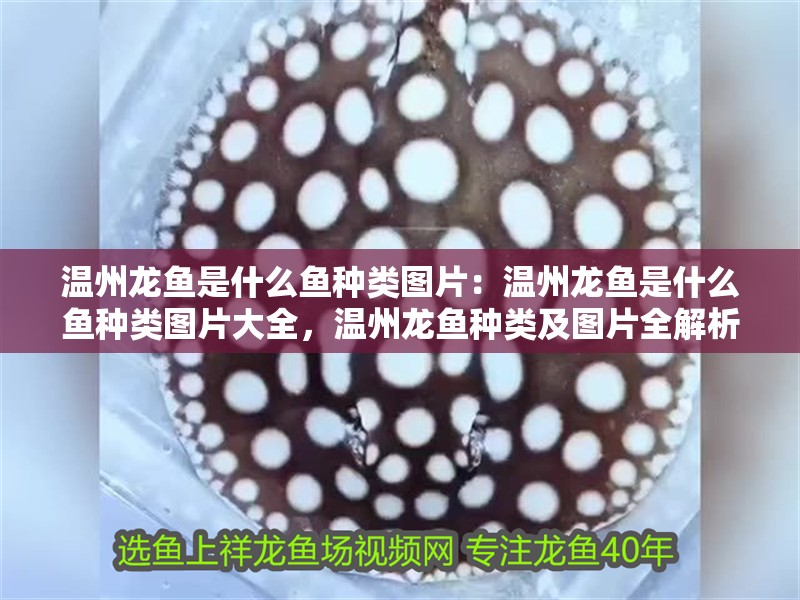 溫州龍魚是什么魚種類圖片：溫州龍魚是什么魚種類圖片大全，溫州龍魚種類及圖片全解析