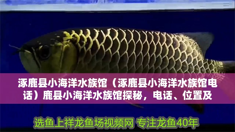 涿鹿縣小海洋水族館（涿鹿縣小海洋水族館電話）鹿縣小海洋水族館探秘，電話、位置及