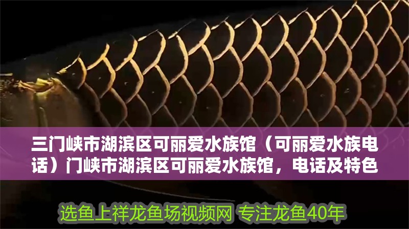 三門峽市湖濱區可麗愛水族館（可麗愛水族電話）門峽市湖濱區可麗愛水族館，電話及特色水族產品介紹