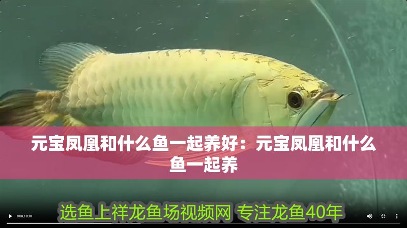元寶鳳凰和什么魚一起養好：元寶鳳凰和什么魚一起養 元寶鳳凰和什么魚一起養好：元寶鳳凰和什么魚一起養 元寶鳳凰魚百科 第2張